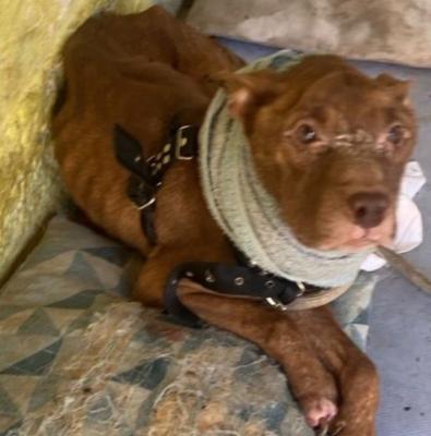 Ajude o Zeus a se recuperar dos maus tratos