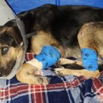 20240415 - Chegada na ONG 3