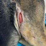 20240415 - Machucado coxa