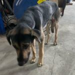 20240415 - No galpão