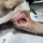 20240415 - Pata machucada