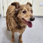 WhatsApp Image 2024-08-17 at 18.47.02 (1)